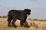 BOUVIER DES FLANDRES 260